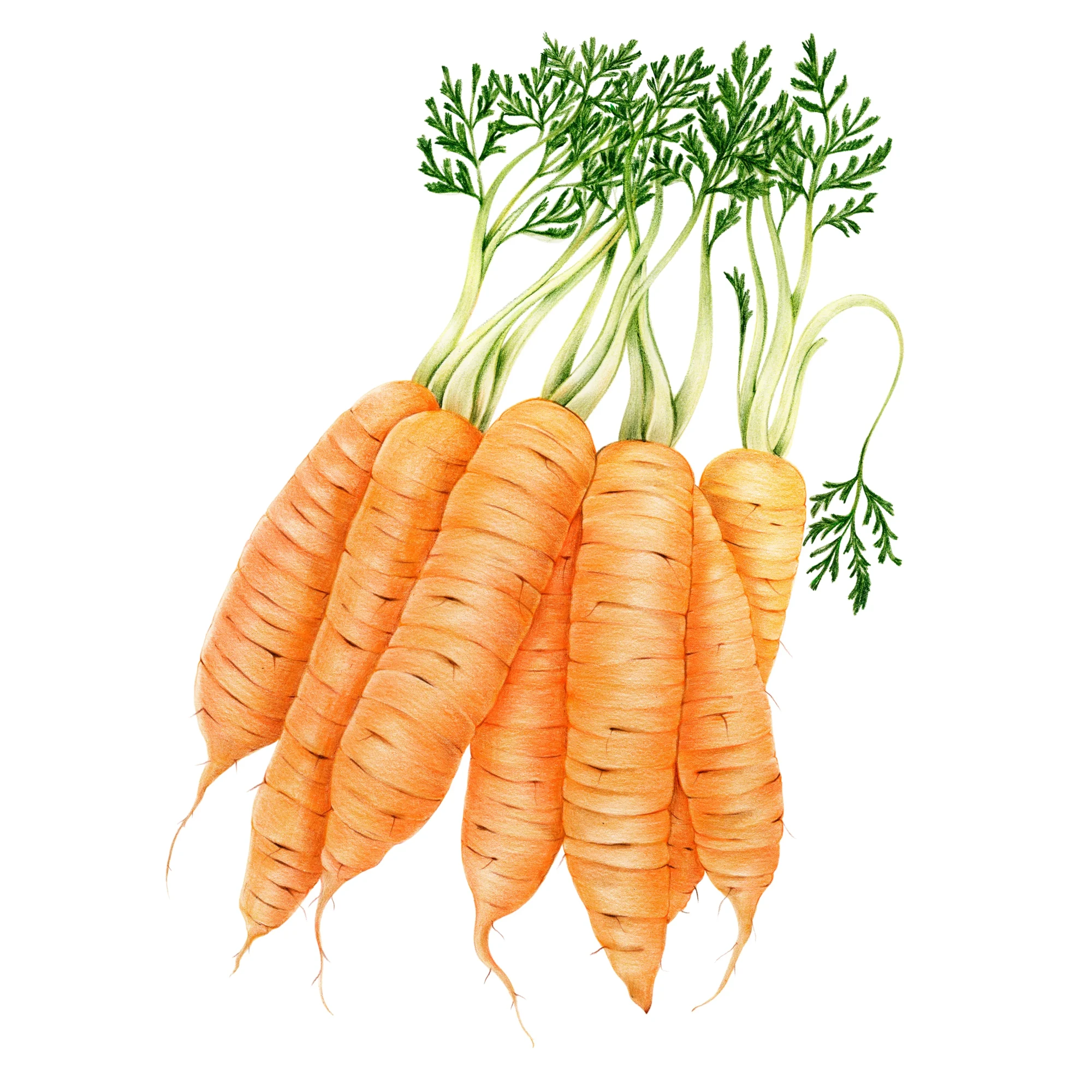 carottes