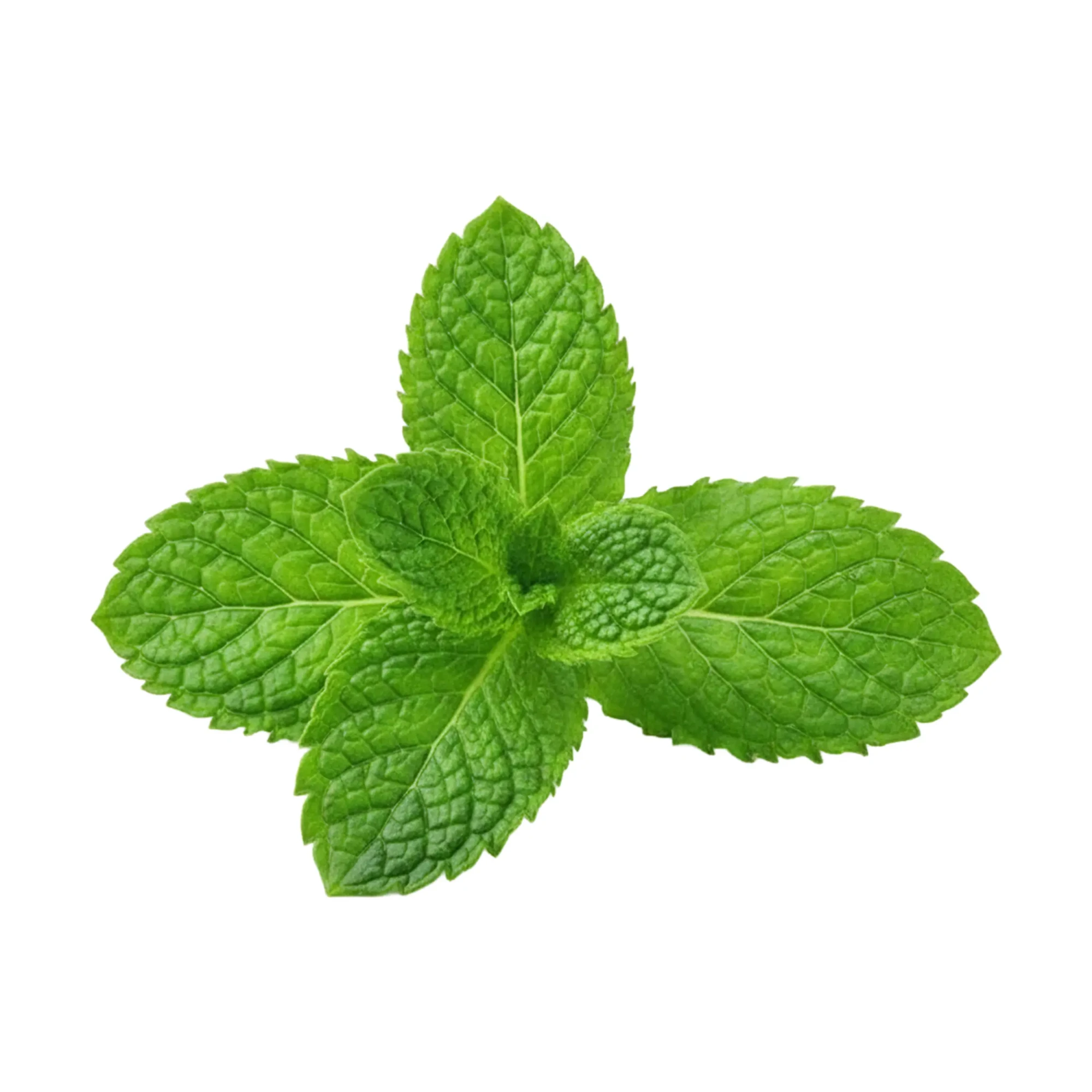 vibrant-green-mint-sprig-isolated-white