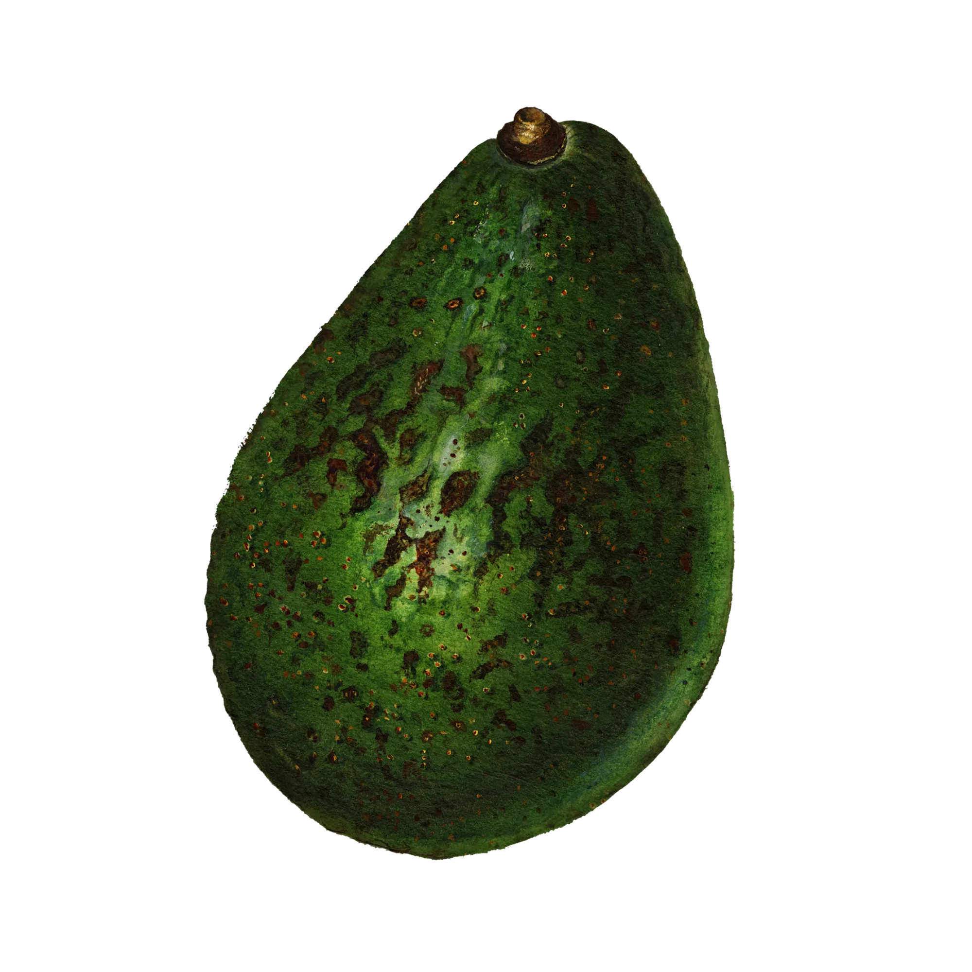 vintage-avocado-transparent-png-digitally-enhanced-illustration-from-us-department-agriculture-pomological-watercolor-collection-rare-special-collections-national-agricultural-library